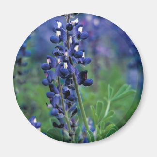 Aimant Texas Bluebonnet-2-Best