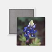 Aimant Texas Bluebonnet - Lupinus texensis (Recto/Verso)