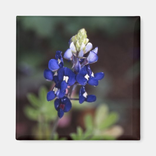 Aimant Texas Bluebonnet - Lupinus texensis (Devant)