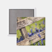 Aimant Texas Bluebonnets Autour D'Une clôture De Campagne (Recto/Verso)