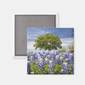 Aimant Texas bluebonnets (lupinus texensis) et chêne (Recto/Verso)