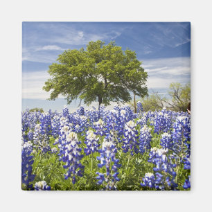 Aimant Texas bluebonnets (lupinus texensis) et chêne