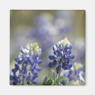 Aimant Texas Bluebonnets série photo #7