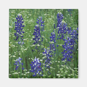 Aimant Texas, lac Buchanan. Bluebonnet et sauvage du Texa