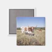 Aimant Texas Longhorn Breed (photo) (Recto/Verso)