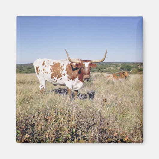 Aimant Texas Longhorn Breed (photo) (Devant)