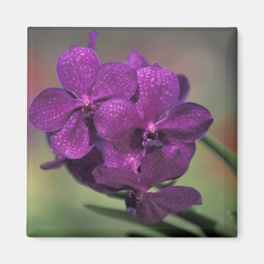 Aimant Thaïlande, Nord de la Thaïlande, près de Chang Mai (Devant)