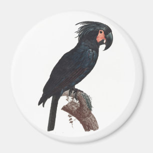 Aimant The Palm Cockatoo, Probosciger aterrimus Parrot