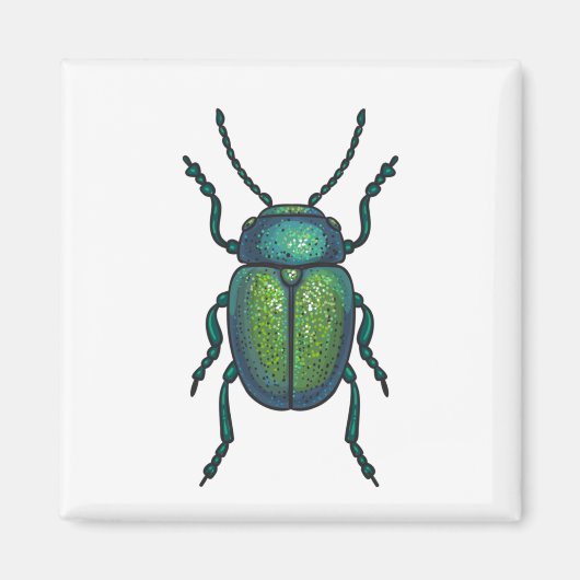 Aimant The tansy beetle (Devant)