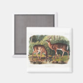 Aimant the viviviparous quadrupeds by John James Audubon (Recto/Verso)