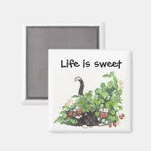 Aimant Thome dans les fraises (Recto/Verso)