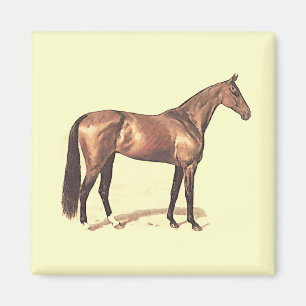 Aimant Thoroughbred