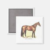 Aimant Thoroughbred (Recto/Verso)