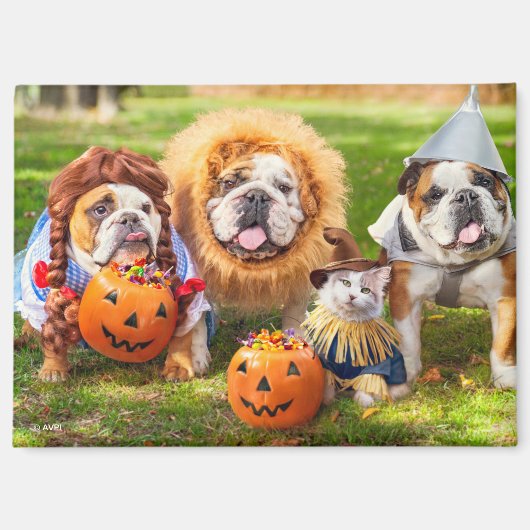 Aimant Three Bulldogs in Costumes (Recto)