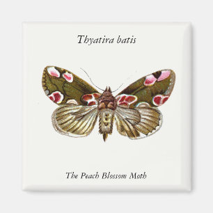 Aimant Thyatira batis - La teigne de fleur de la peau