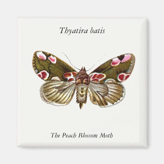 Aimant Thyatira batis - La teigne de fleur de la peau (Devant)