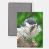 Aimant Tidi my Bird le Parus Major (Recto/Verso)