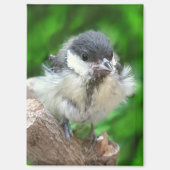 Aimant Tidi my Bird le Parus Major (Recto)