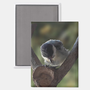 Aimant Tidi my Bird le Parus Major