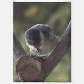 Aimant Tidi my Bird le Parus Major (Recto)