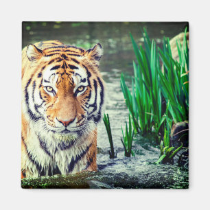 Aimant Tiger