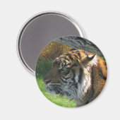 Aimant Tiger (Recto/Verso)