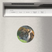 Aimant Tiger (In Situ (Lave-vaisselle))