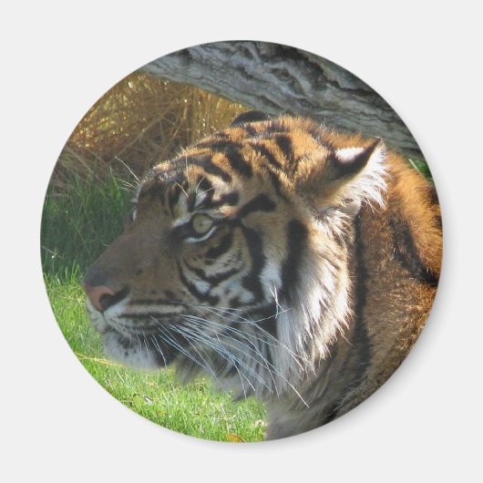 Aimant Tiger (Devant)