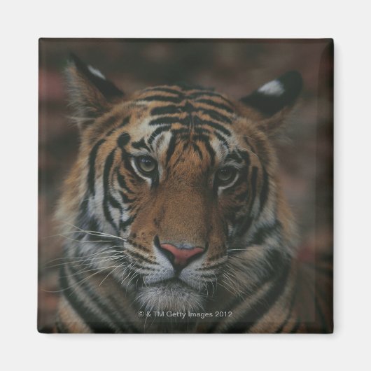 Aimant Tiger (Devant)