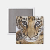 Aimant Tiger (Recto/Verso)