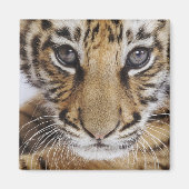 Aimant Tiger (Devant)