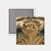 Aimant Tiger (Recto/Verso)