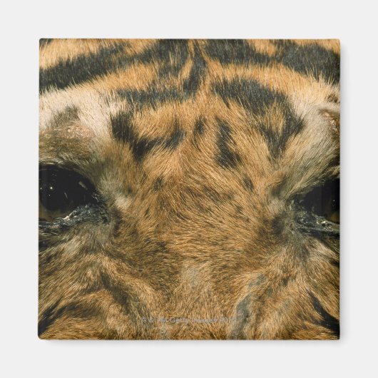 Aimant Tiger (Devant)