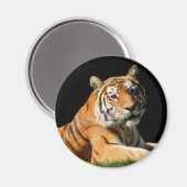 Aimant Tiger Closeup (Recto/Verso)