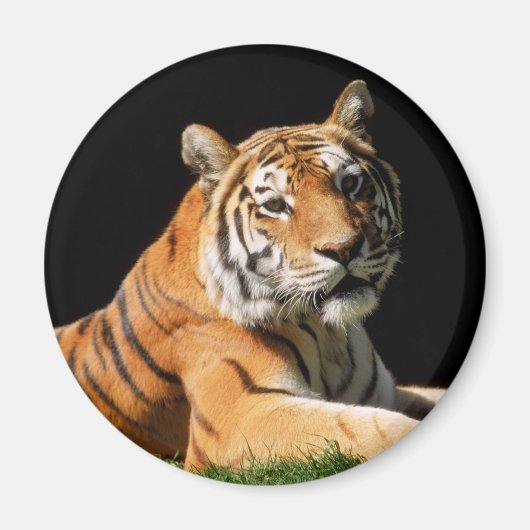 Aimant Tiger Closeup (Devant)