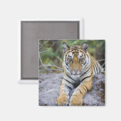 Aimant Tiger cub, Bandhavgarh National Park, India (Recto/Verso)