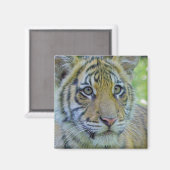 Aimant Tiger Cub Fermer Portrait (Recto/Verso)