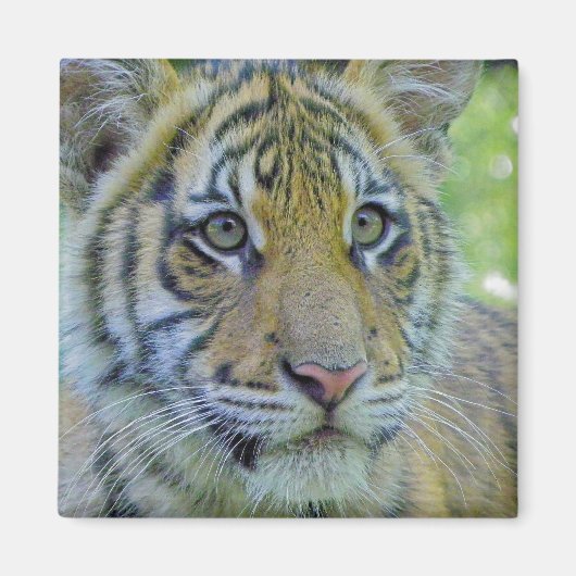 Aimant Tiger Cub Fermer Portrait (Devant)
