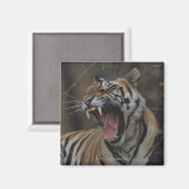 Aimant Tiger Cub Yawning (Recto/Verso)