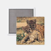 Aimant Tiger Cubs (Recto/Verso)