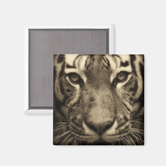 Aimant Tiger face dans les tons Sepia (Recto/Verso)