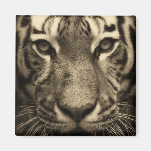 Aimant Tiger face dans les tons Sepia (Devant)