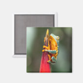 Aimant Tiger Legged Monkey Tree Frog Green Orange (Recto/Verso)