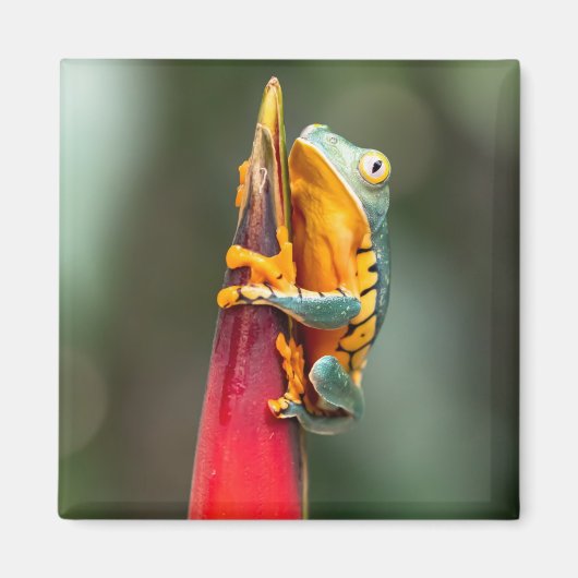 Aimant Tiger Legged Monkey Tree Frog Green Orange (Devant)