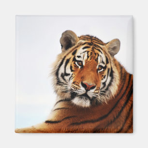 Aimant Tiger regard latéral photo