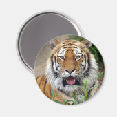 Aimant Tiger Smile (Recto/Verso)
