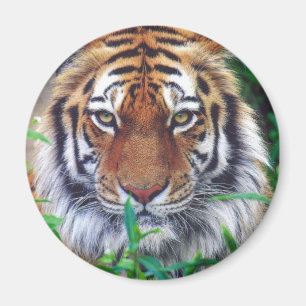 Aimant Tiger Stare