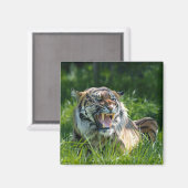 Aimant Tiger's Roar (Recto/Verso)