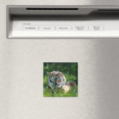 Aimant Tiger's Roar (In Situ (Lave-vaisselle))