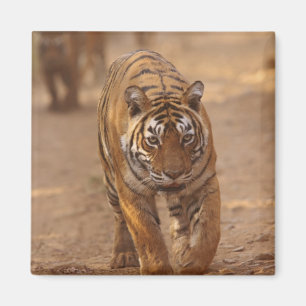 Aimant Tigers royaux du Bengale sur la piste, Ranthambhor